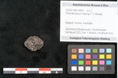 Foto (Objekt + Etikett) von Phymatocaryon mackayi F.V. Mueller (NHMW-GEO-2024-0188-10456)